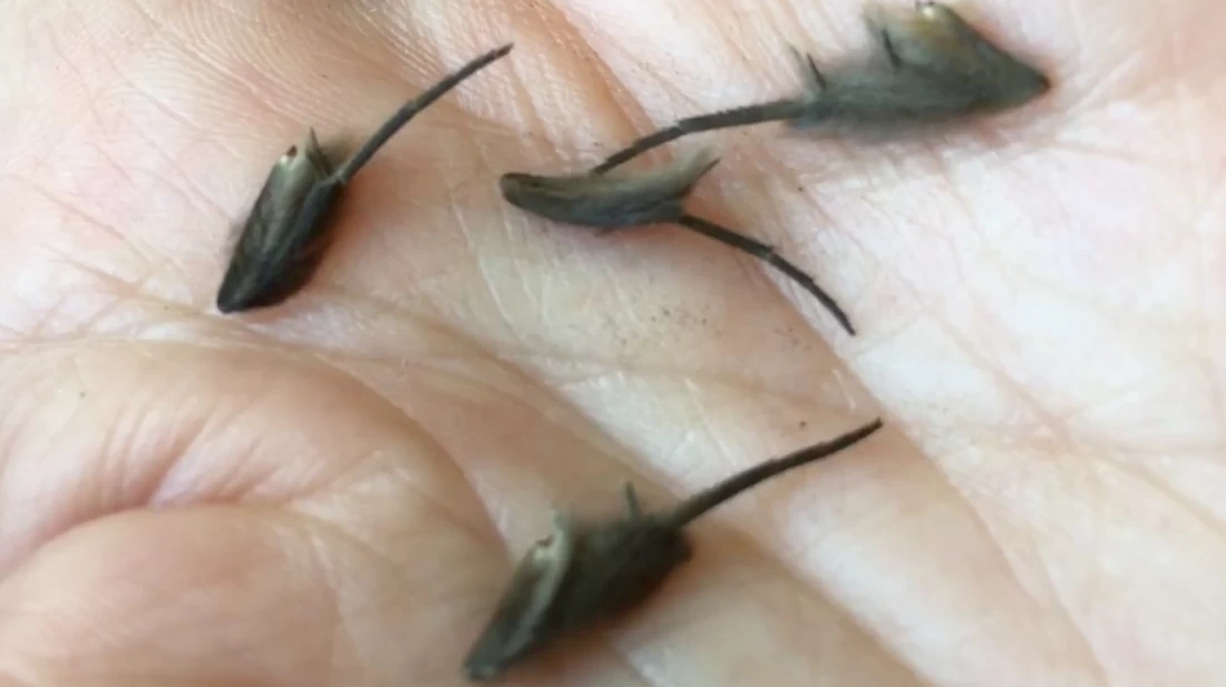 Σοκαριστικό βίντεο: Τι είναι αυτά τα πλάσματα;